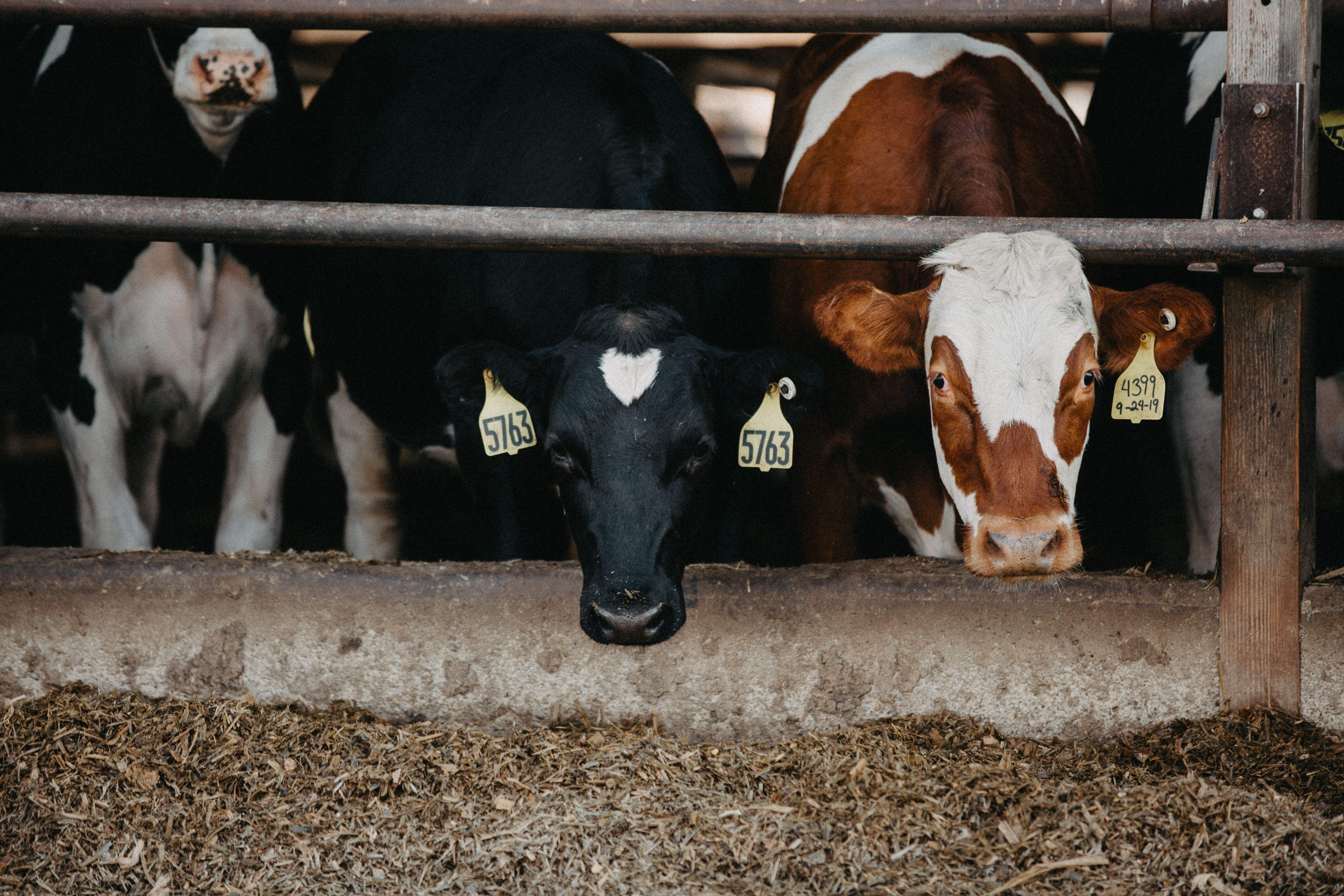 Three cows in the barn.