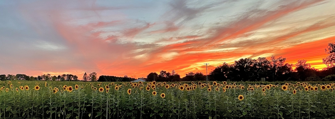 Field of sunflowers with a colorful sunset.